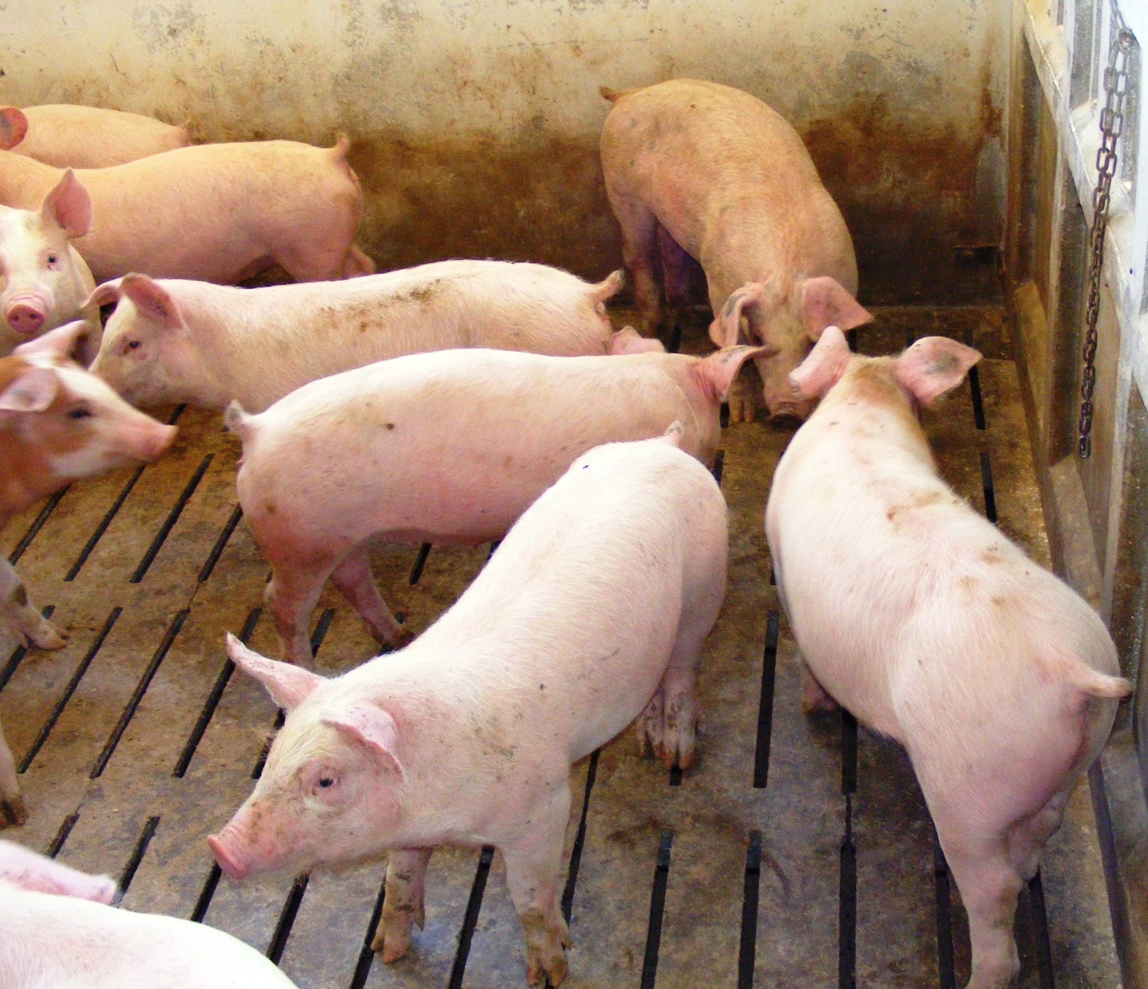 Авито продажа свиней. Свиноводство Саратовской области. Продажа свиней. Саратов поросята домашние.